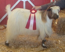 Bells Goats Jean